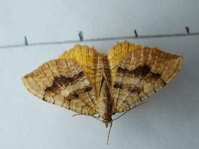 Yellow Shell